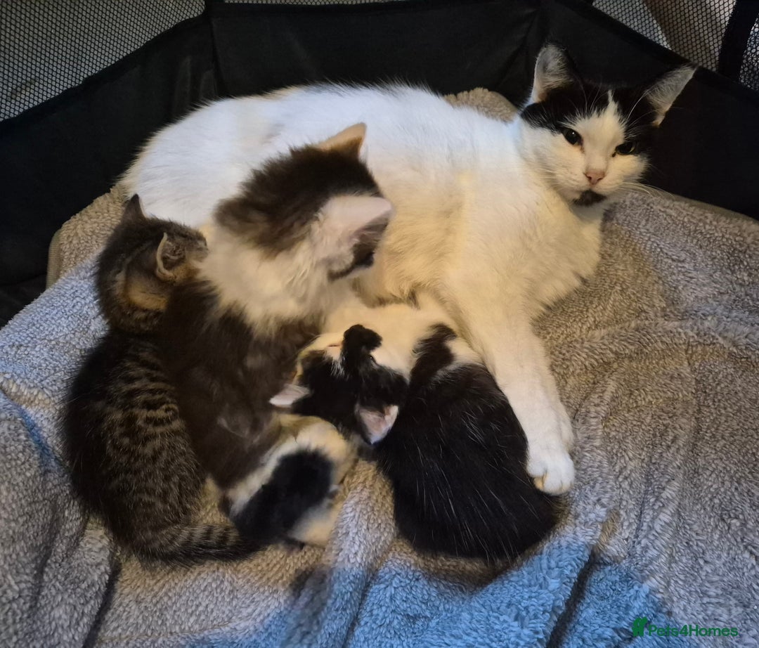 Mixed Breed cats for sale: XxX Gorgeous calico mixedbreed kittens 2 left ♥️  - Advert 30