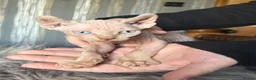 Sphynx cats for sale: **Ready Now** Last baby girl left - Advert 2