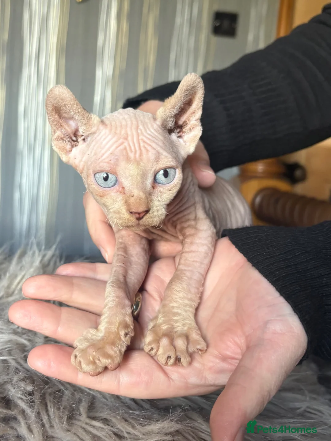 Sphynx cats for sale: **Ready Now** Last baby girl left - Advert 2