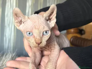 Sphynx cats **Ready Now** Beautiful Elf eared Sphynx kittens - Advert 10