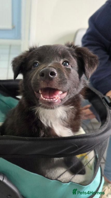 Mixed Breed dogs 5 collie x whippet puppies  - Advert 11