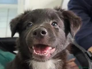 Mixed Breed dogs 5 collie x whippet puppies - Advert 10