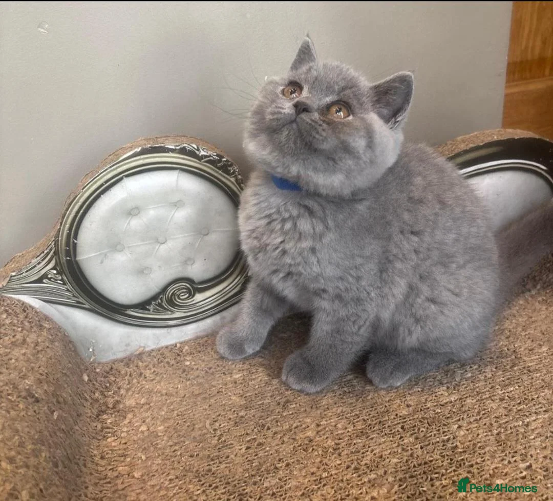 British Shorthair cats for sale: Stunning Teddy Bear British Short Hair Kittens - Advert 1