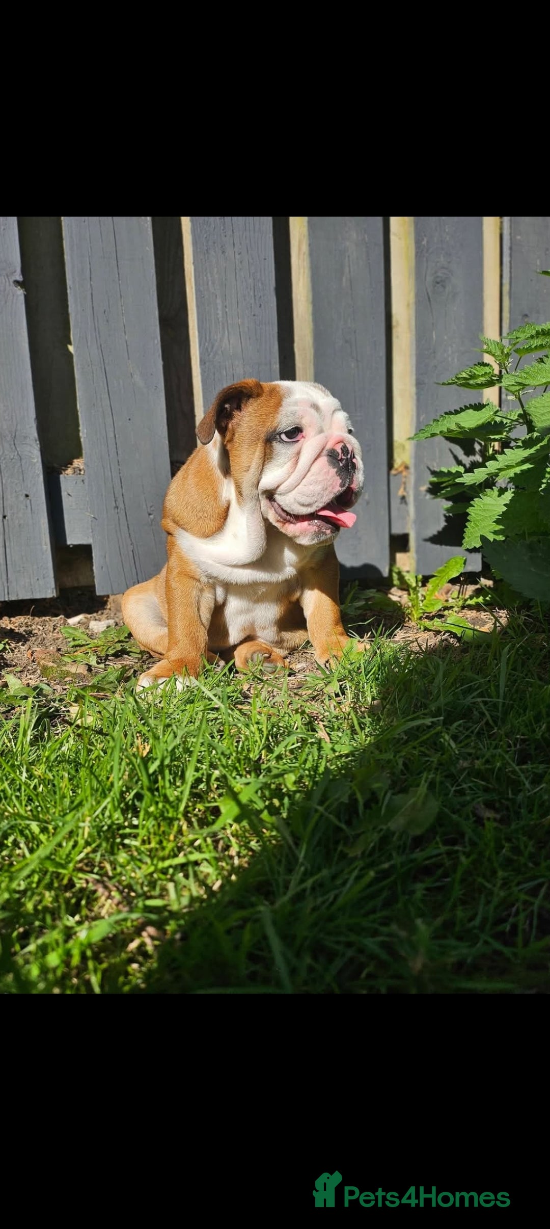 English Bulldog dogs for sale: English Bulldog  - Advert 3