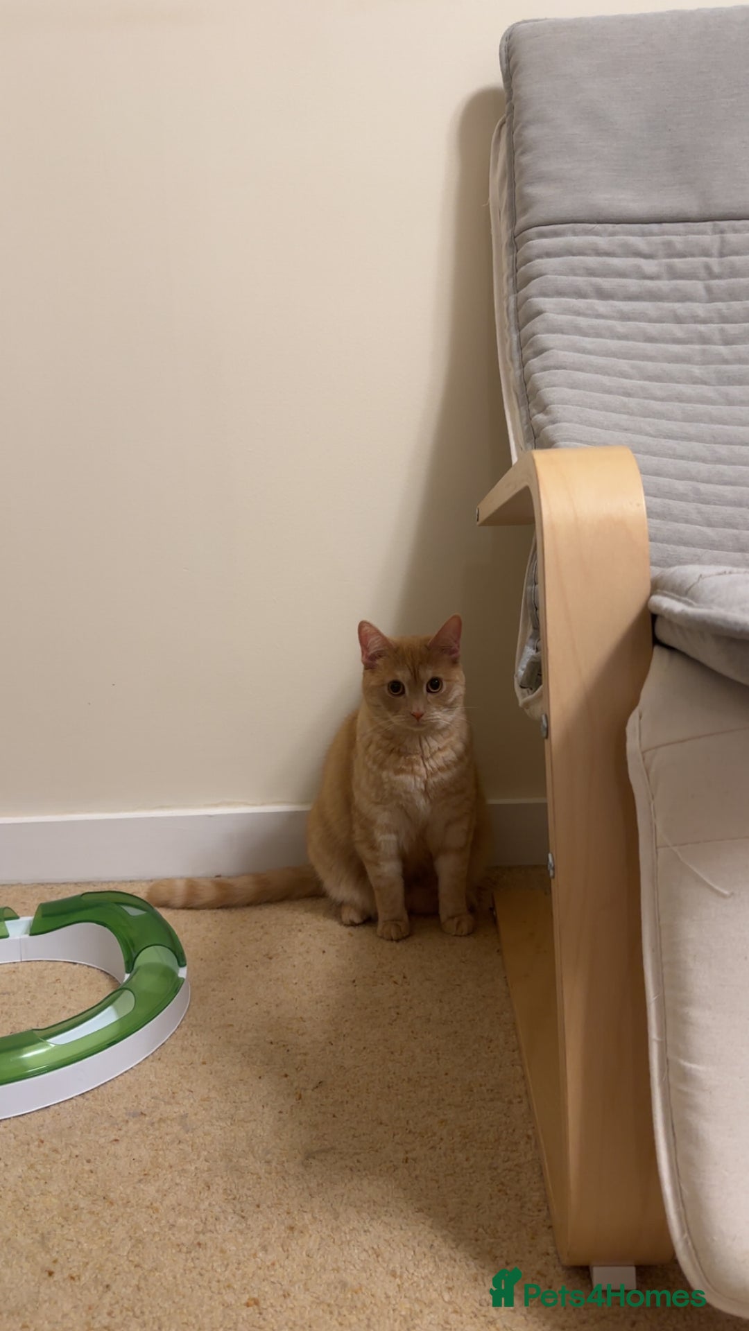 Mixed Breed cats for sale: Need Sitter for a cat - Image 5