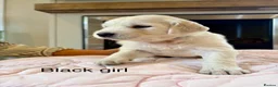 Golden Retriever dogs for sale:     Stunning KC Registered Golden Retriever Pups - Advert 36