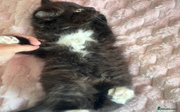 Maine Coon cats for sale: Maine Coon Cross Kittens  - Image 20