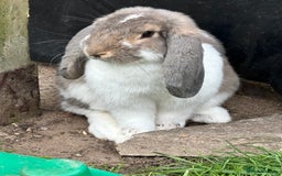 French Lop rabbits for sale: French lop male fixed  - Image 5