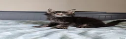 Maine Coon cats for sale: Amazing Maine Coon kittens 😍  - Advert 9