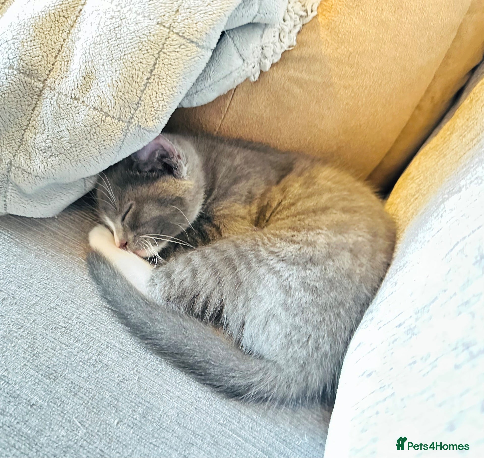 Mixed Breed cats for sale: Stunning Mixed Coloured Kittens!  - Advert 3