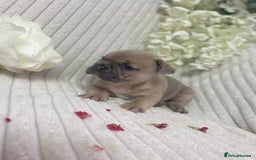 French Bulldog dogs for sale: Brindle & Fawn French Bulldog Puppies - Image 14