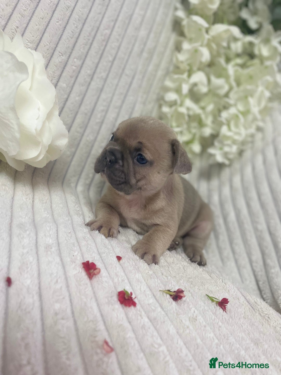 French Bulldog dogs for sale: Brindle & Fawn French Bulldog Puppies - Image 14