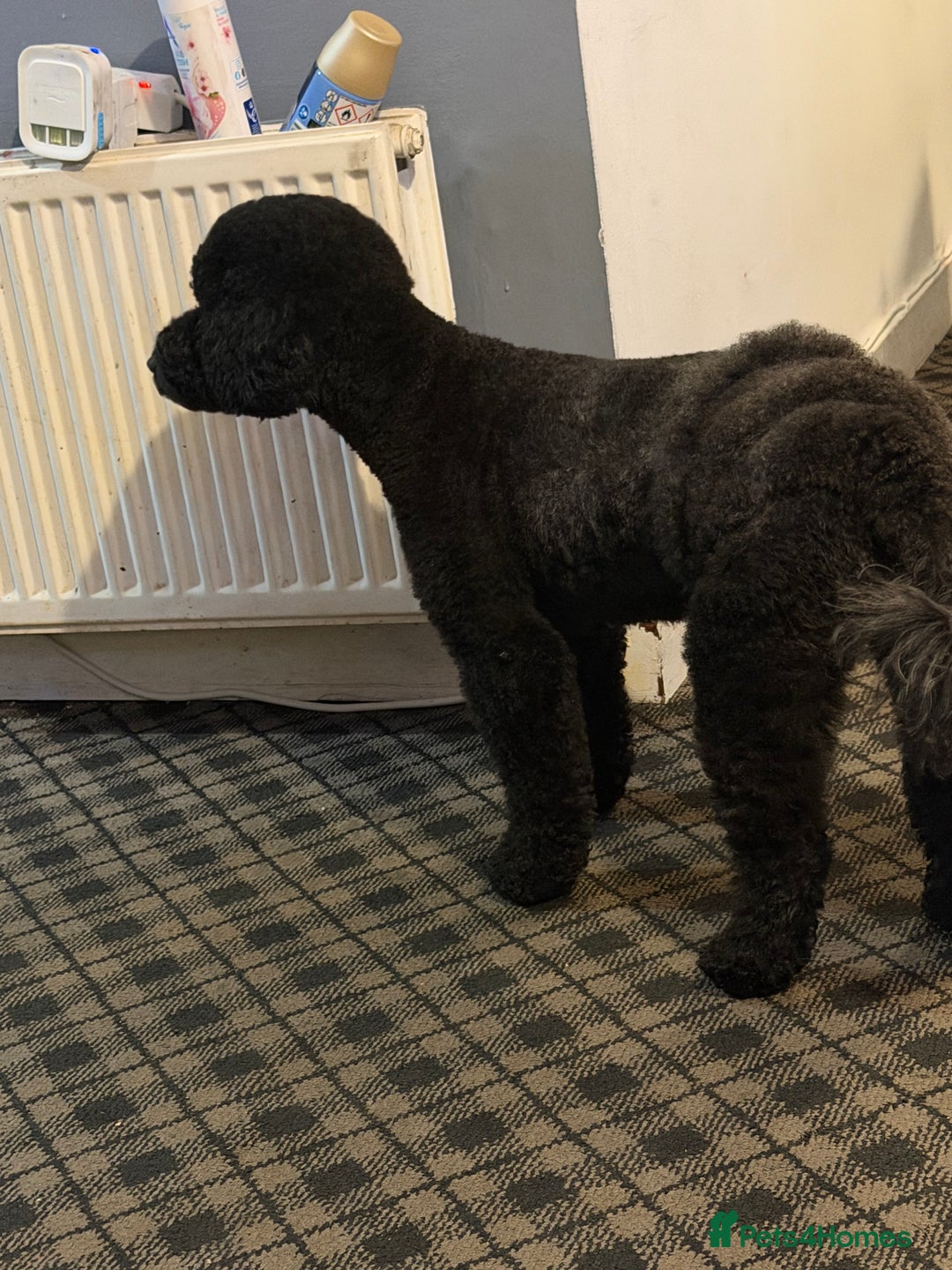 Miniature Poodle dogs for sale: For sale 4 gorgeous girls and 2 boys  - Advert 19