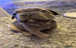 French Bulldog dogs for sale: French bulldog puppy’s  - Image 4