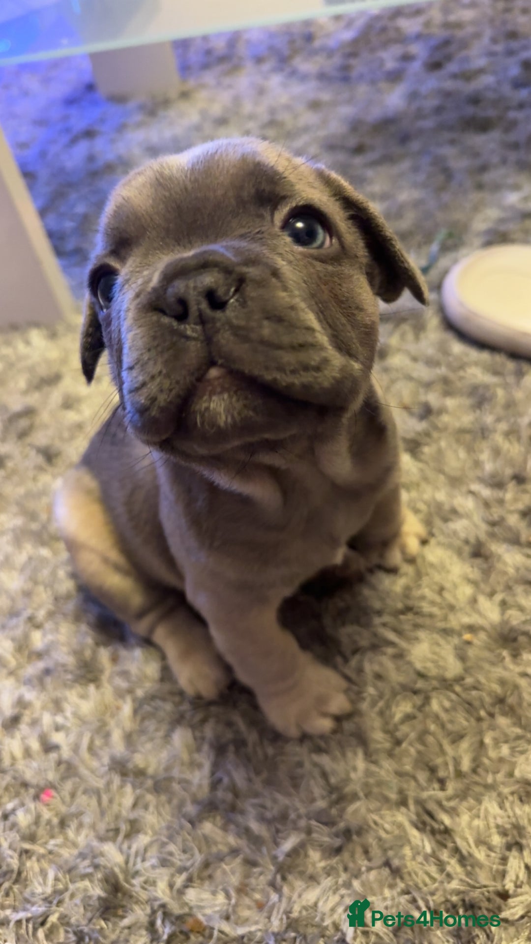 French Bulldog dogs for sale: French bulldog puppy’s  - Image 4