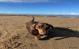 Dachshund dogs for sale: Sausage dog  - Advert 2
