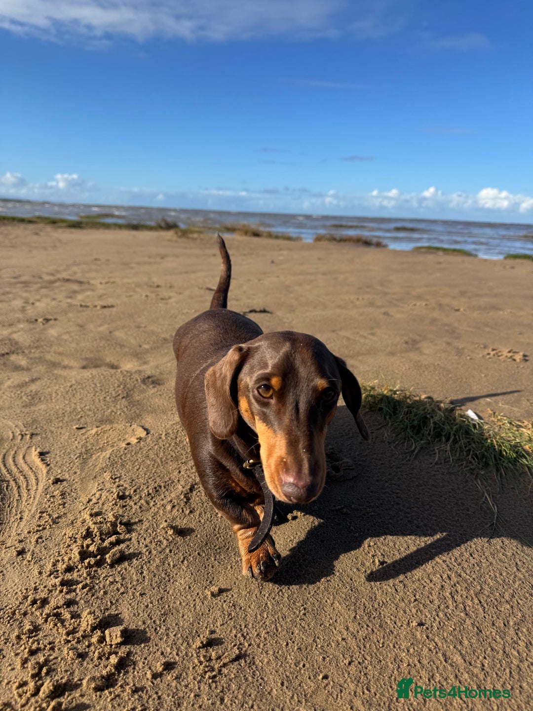 Dachshund dogs for sale: Sausage dog  - Advert 2