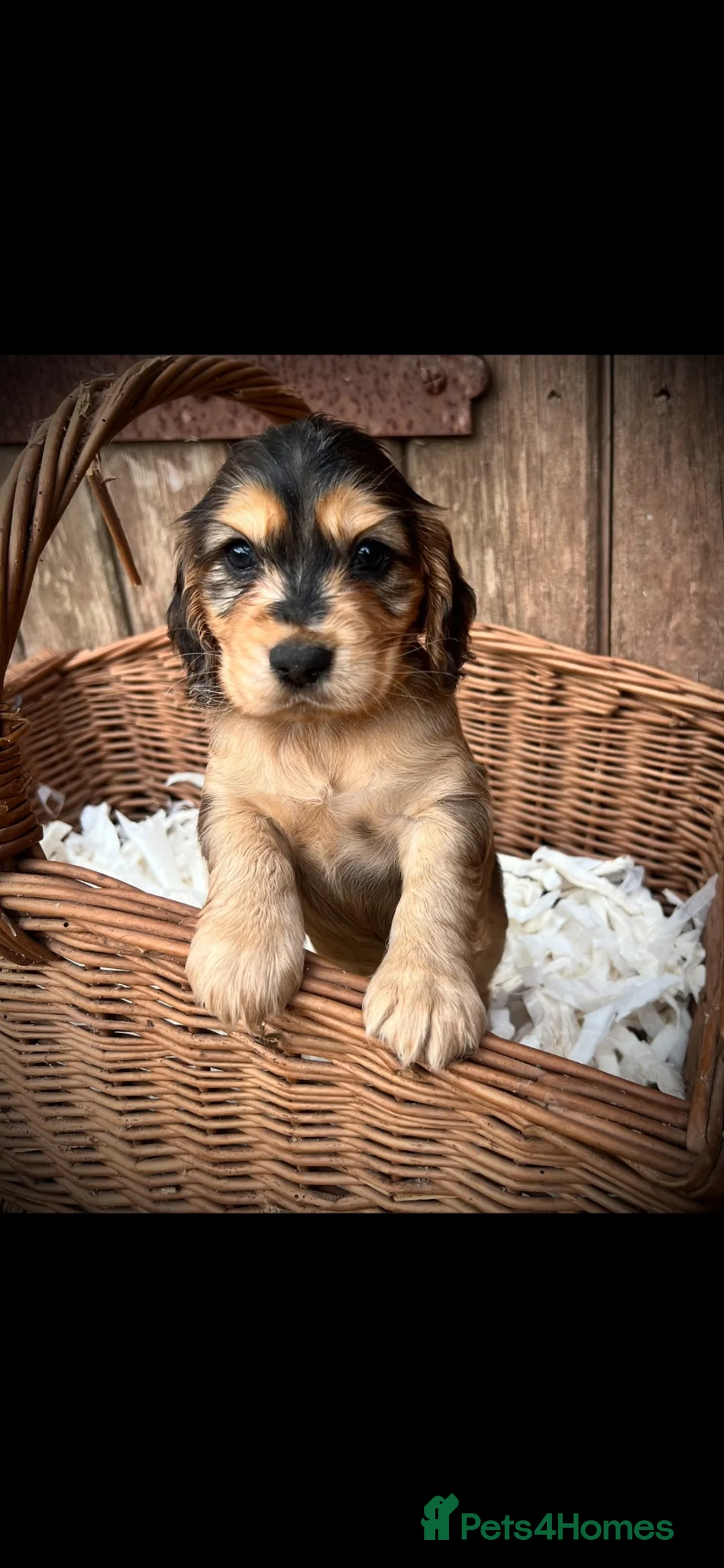 Cocker Spaniel dogs for sale: Beautiful KC registered puppies in Brecon - Advert 2