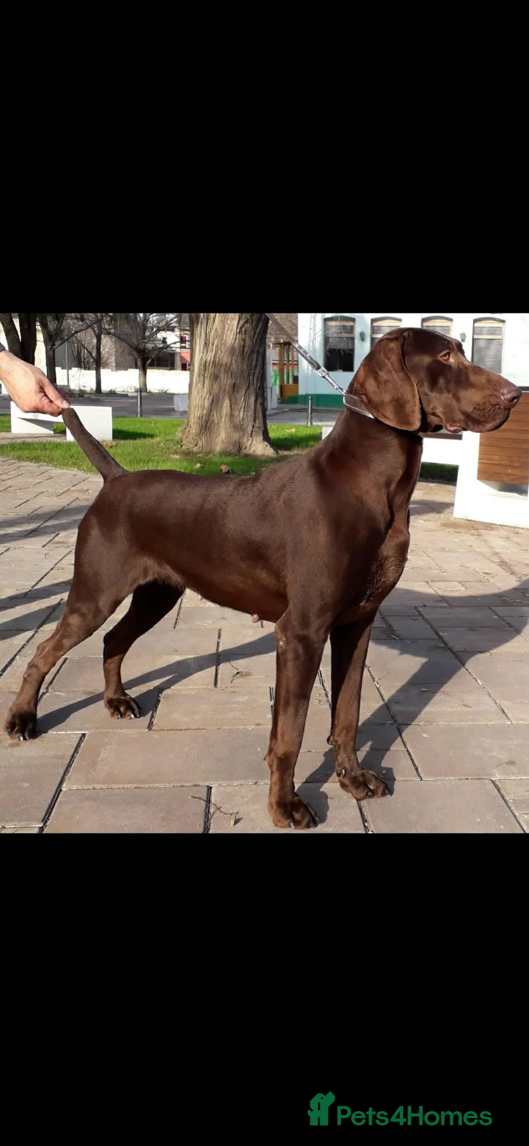 German Shorthaired Pointer dogs for sale: German shorthaired pointer puppies in Beith - Advert 2