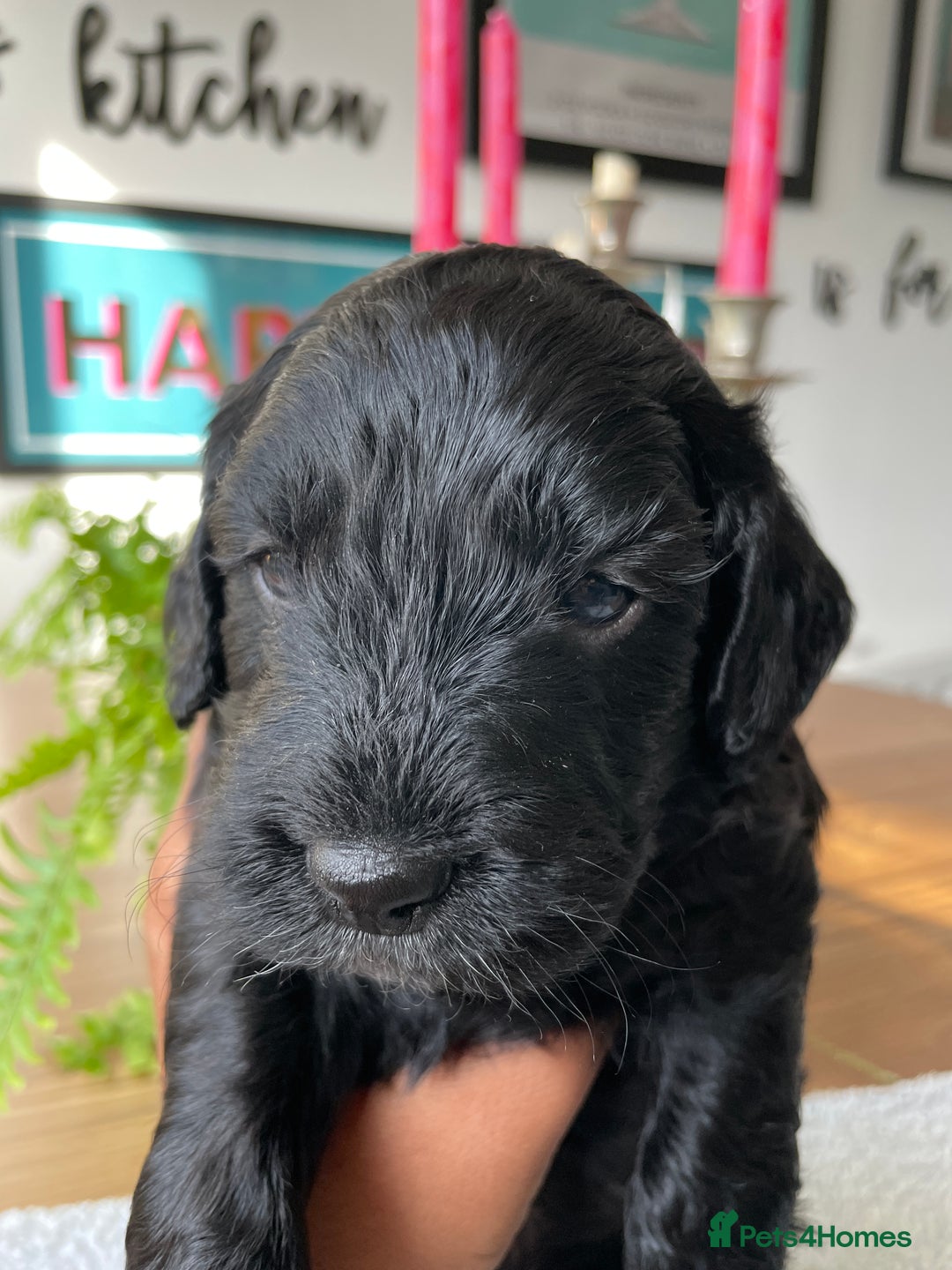 Mixed Breed dogs for sale: Sproodle cockapoo puppies  - Image 9