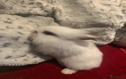 Dwarf Lop rabbits for sale: Dwraf Buinnes for Sale  - Advert 4