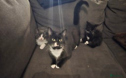 Domestic Shorthair cats for sale: 2x kittens  - Image 4