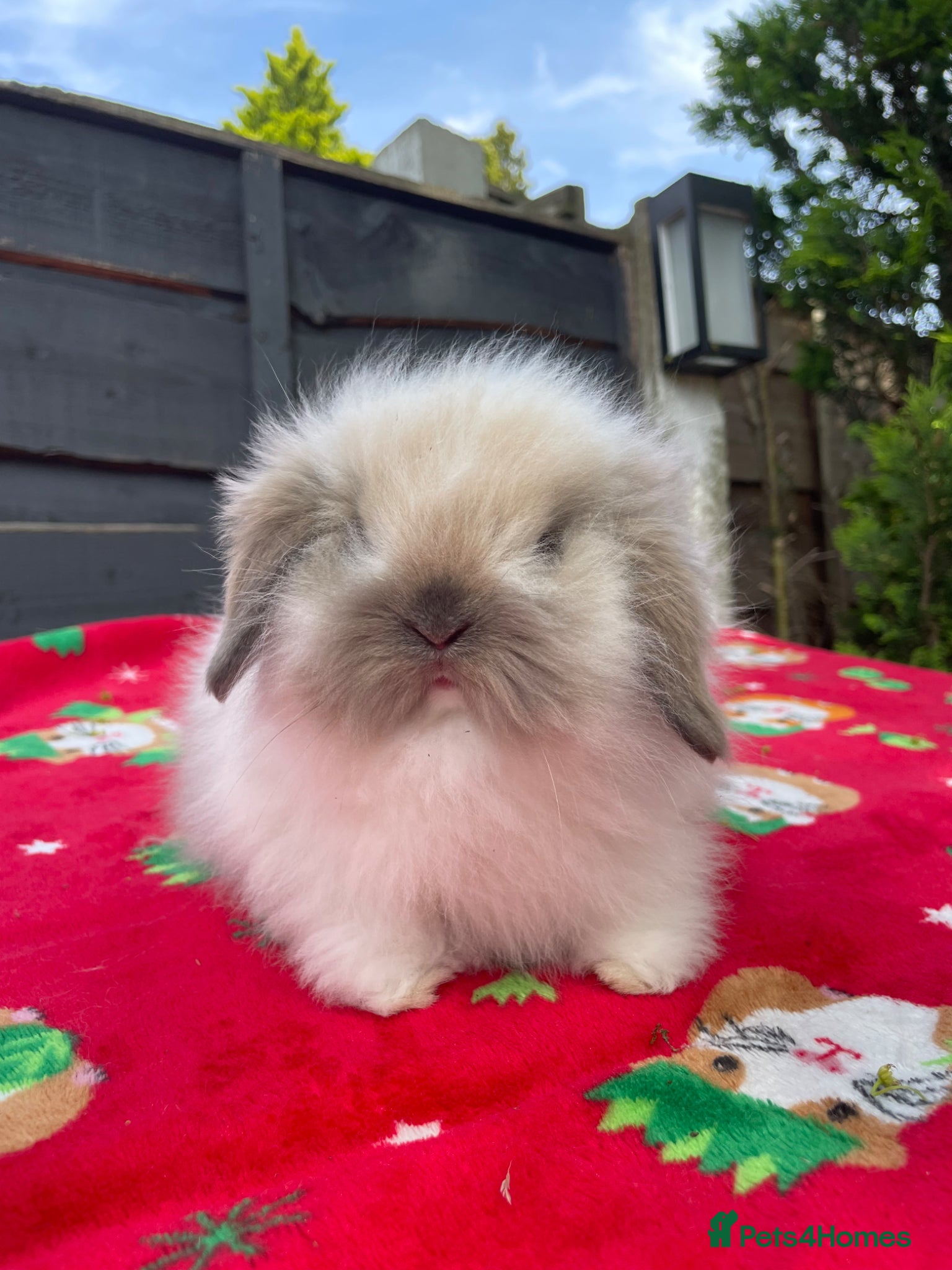 Mini Lion Lop rabbits Beautiful Mini Lion Lop Boys - Advert 19