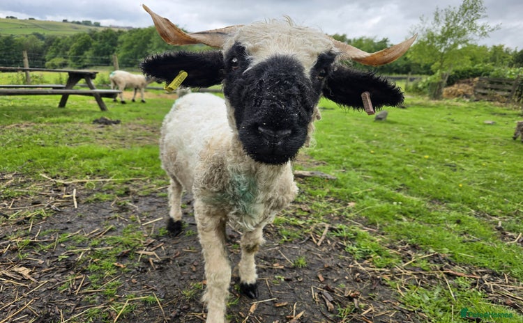 Sheep livestock - Advert 1