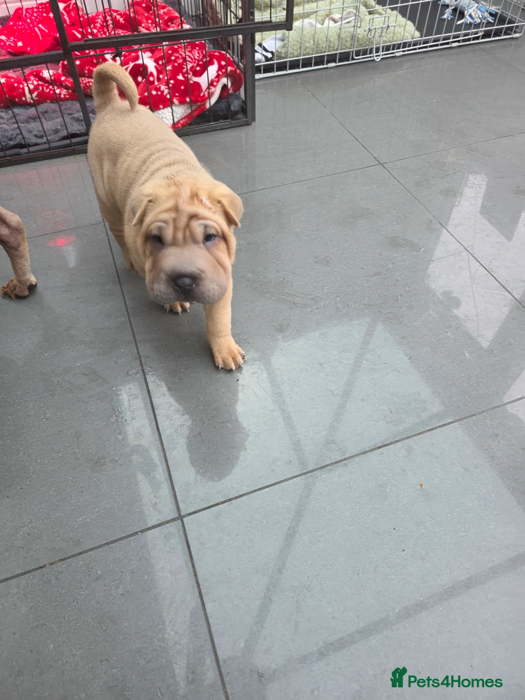 Shar Pei dogs for sale: Shar pei puppies in Walsall - Advert 2