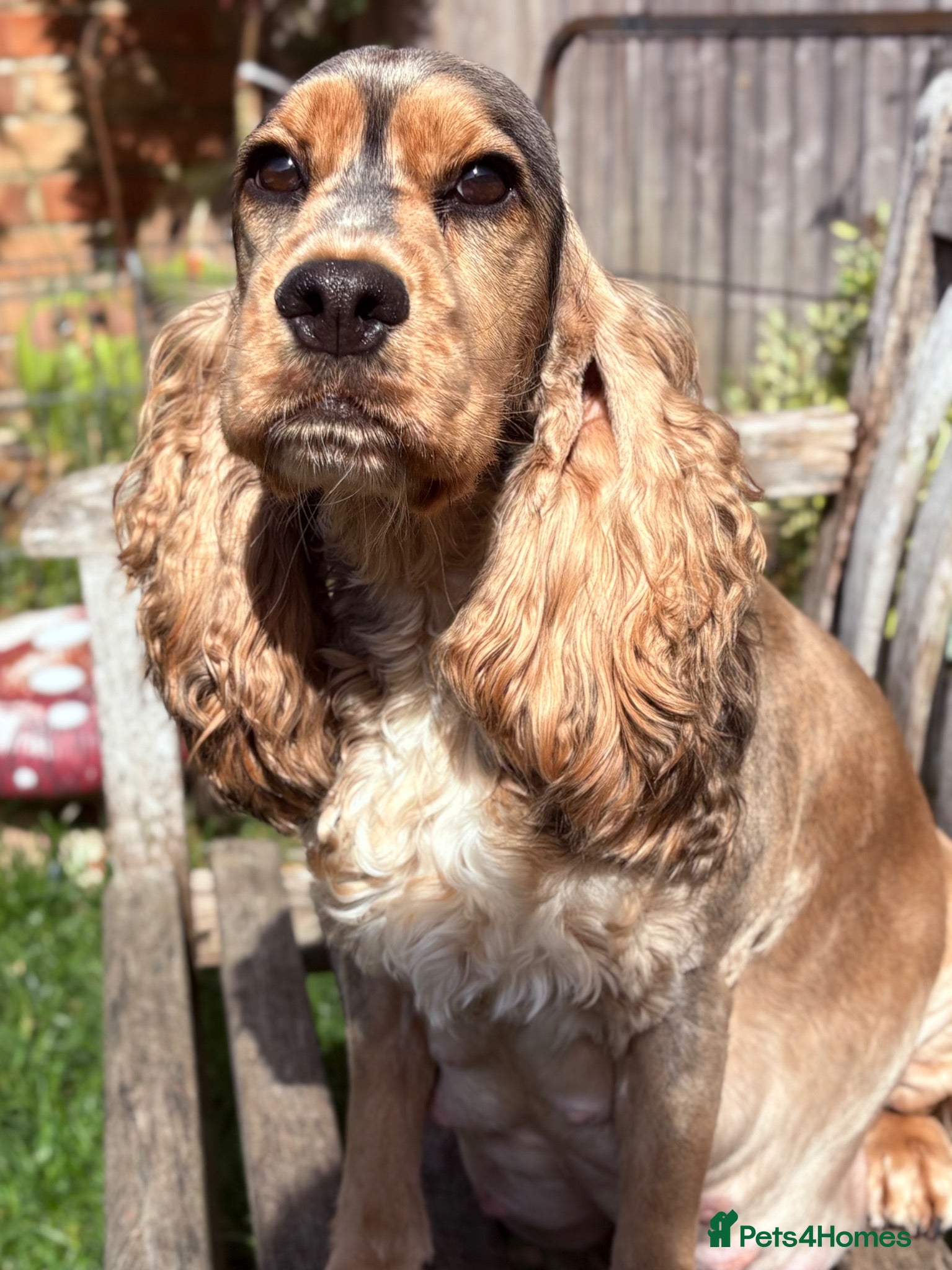 Cocker Spaniel dogs ✅RKC Reg✅DNA Tested✅Low COI✅Home Reared✅A* Reviews - Advert 2