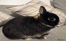 Netherland Dwarf rabbits for sale: Netherland dwarf for rehoming - Image 3
