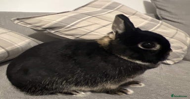 Netherland Dwarf rabbits - Advert 4