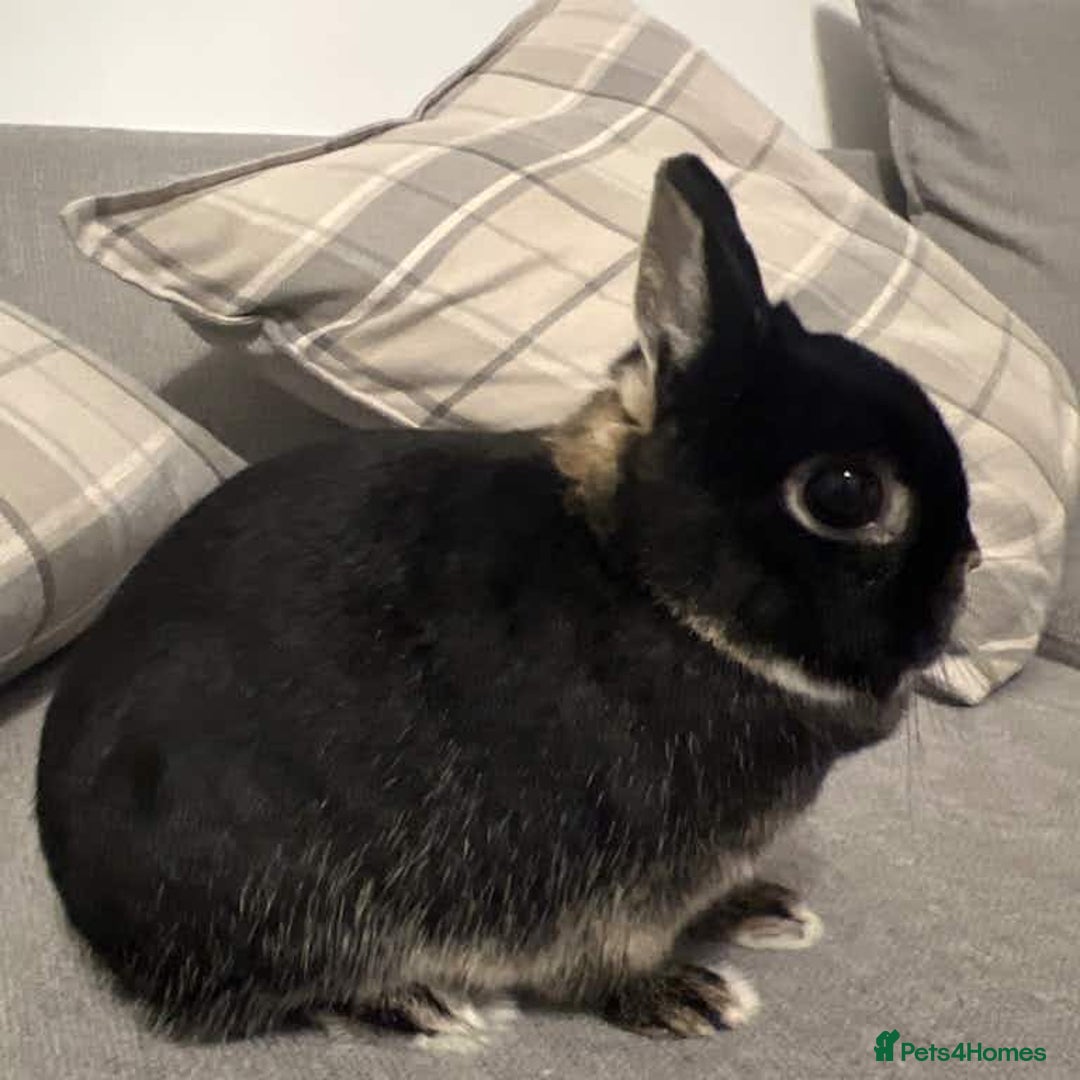 Netherland Dwarf rabbits for sale: Netherland dwarf for rehoming - Image 3