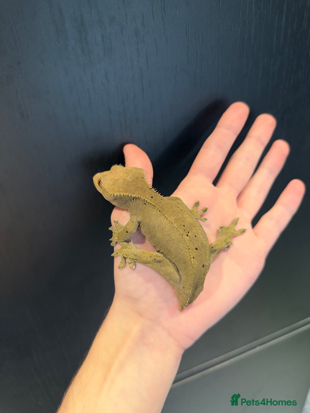 Gecko reptiles for sale: 2 female crested geckos  - Advert 6