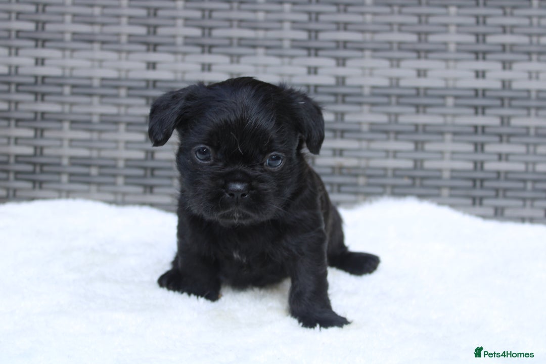 Mixed Breed dogs for sale: French bulldog X imperial shih tzu  - Image 20