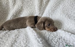Miniature Dachshund dogs for sale: Miniature dachshund puppies kc reg  - Image 8