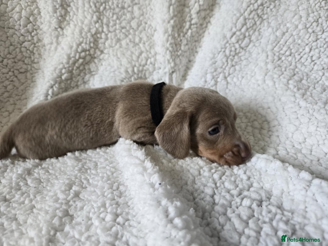 Miniature Dachshund dogs for sale: Miniature dachshund puppies kc reg  - Image 8