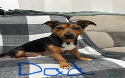 Jack Russell dogs for sale: Stunning black & tan jack Russell’s   - Image 7