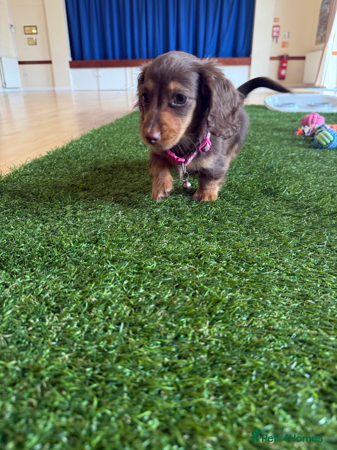 Miniature Dachshund dogs for sale: 5 star licensed miniature Wirehaired ready 18/8 - Image 18