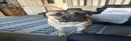 Bullmastiff dogs for stud: Bullmastiff to stud  in Immingham - Advert 8