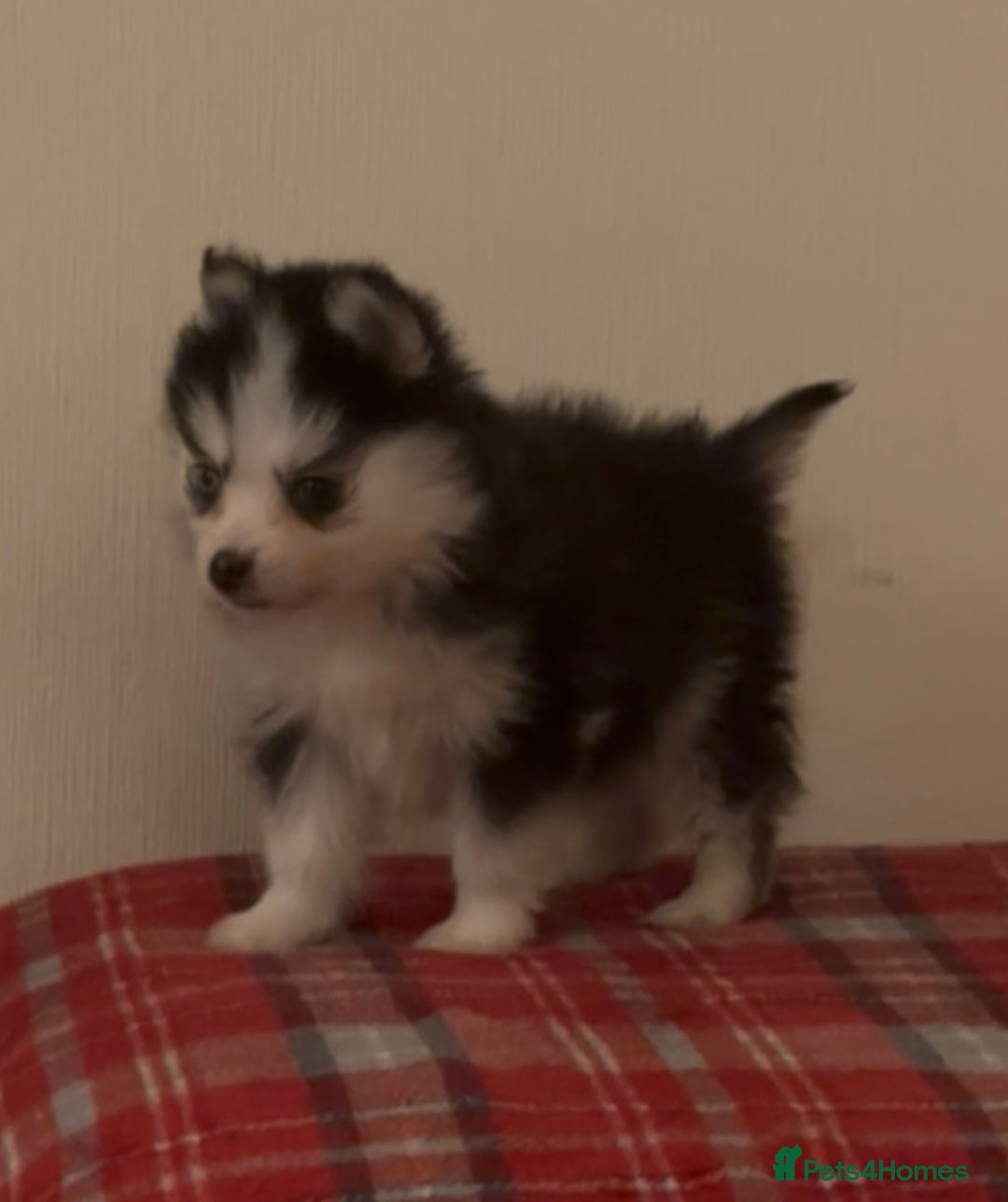 Pomsky dogs for sale: Toy Pomsky Multigenerational - Advert 2