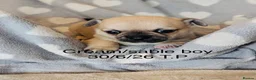 Chihuahua dogs for sale: Beautiful Pedigree Chihuahua Puppies,2 Boys2 Girls - Advert 7