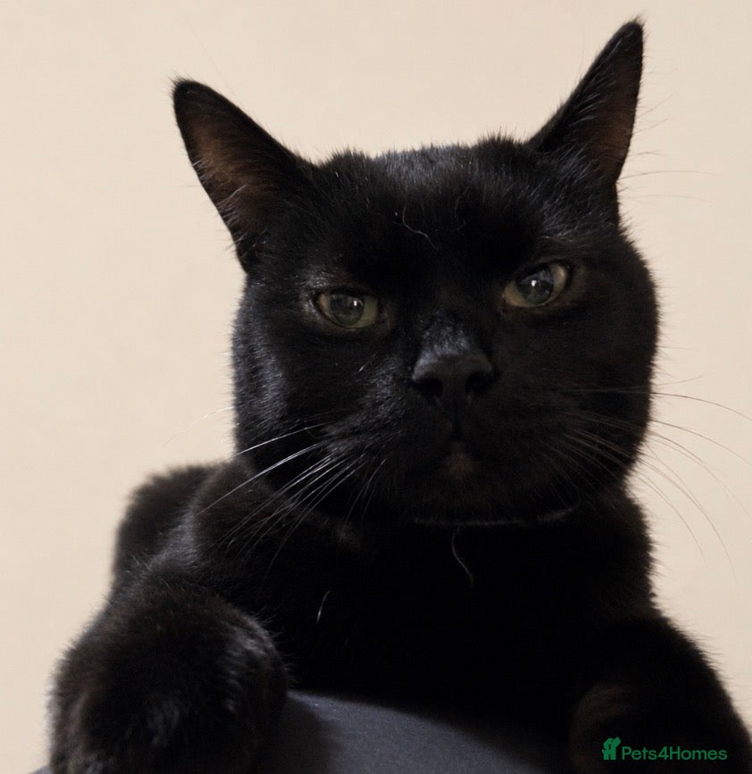 Mixed Breed cats Gorgeous Very Loving Playful vaccs chip beautiful - Advert 2