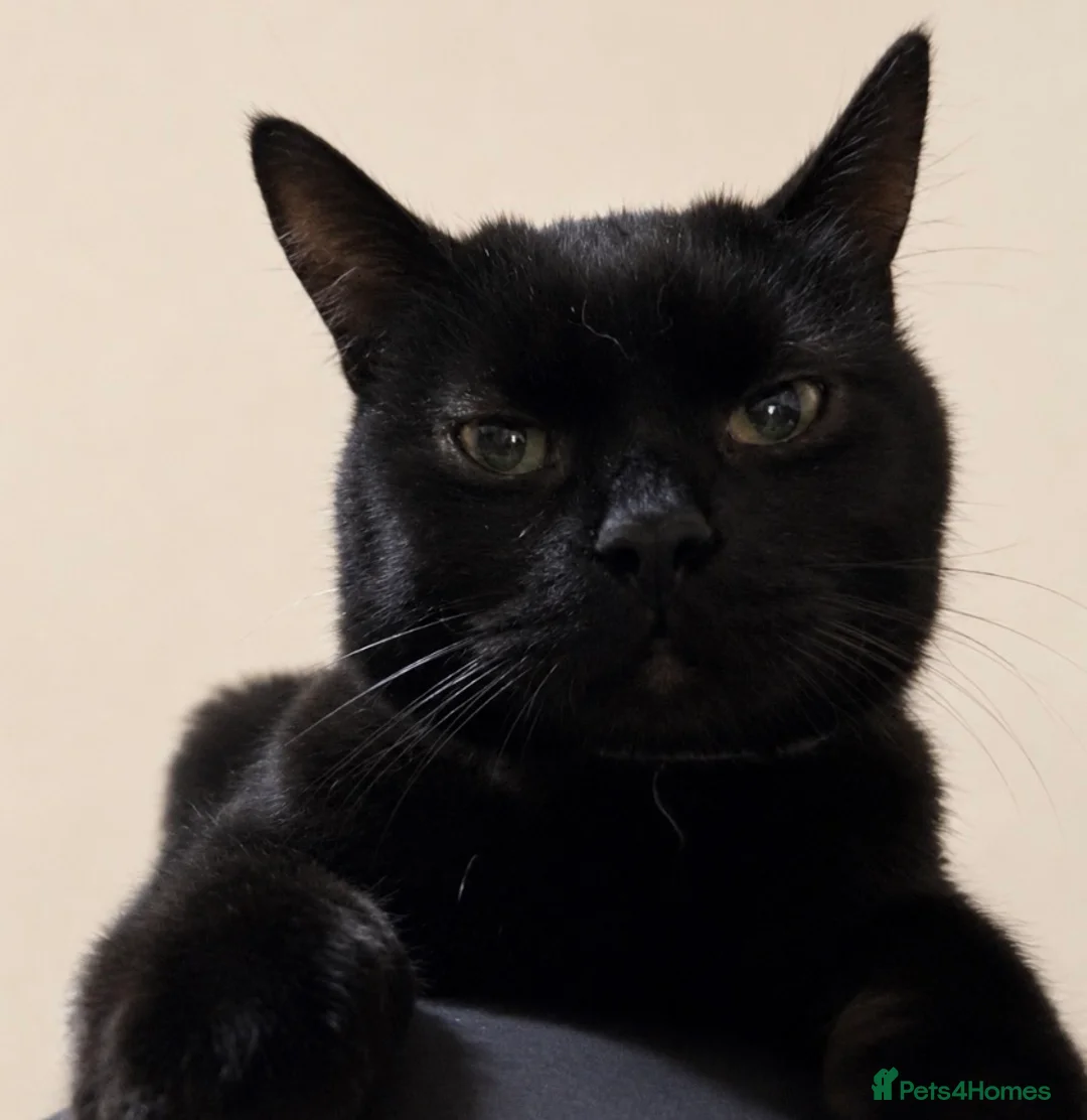 Mixed Breed cats for adoption: Gorgeous Very Loving Playful vaccs chip beautiful - Advert 1
