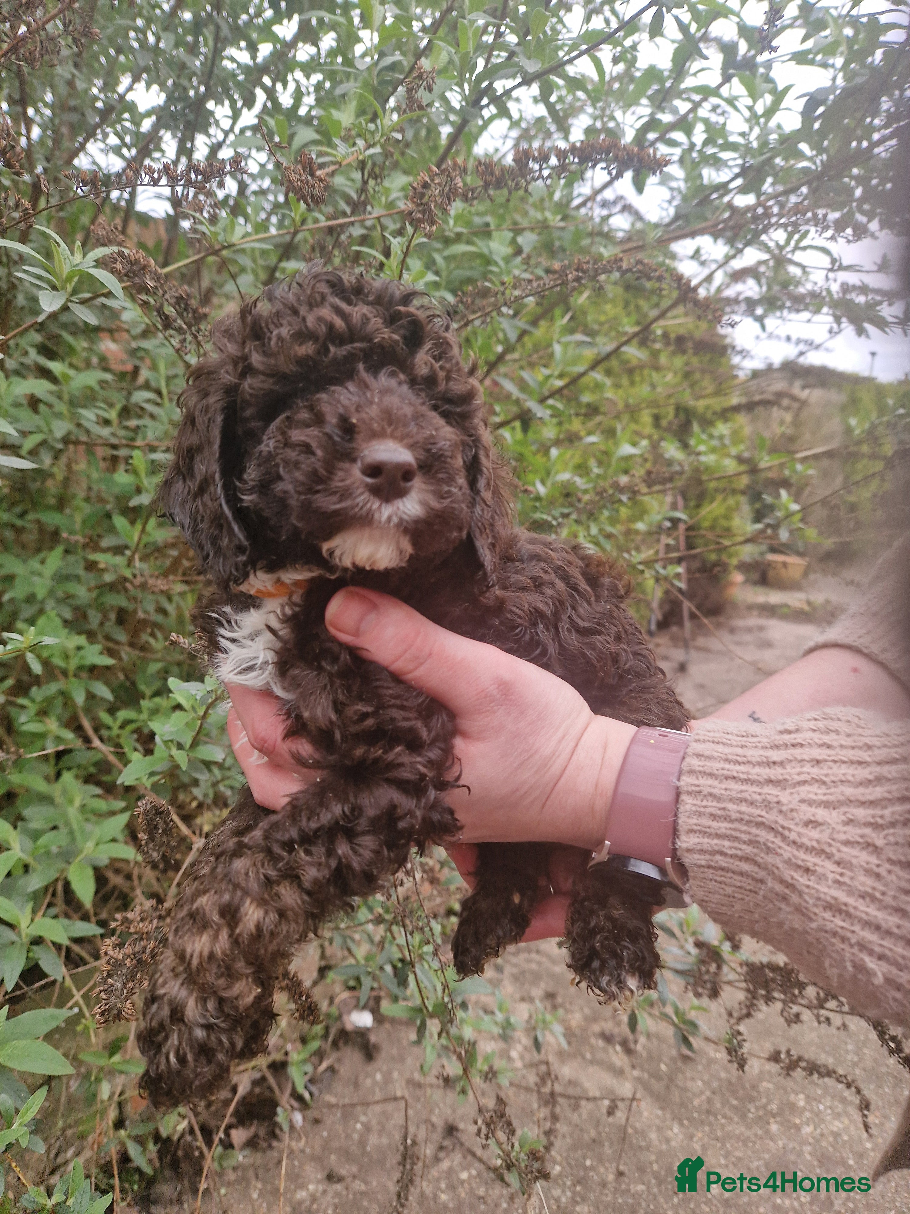 Cockapoo dogs EXTENSIVELY HEALTH TESTED F1b COCKAPOO PUPPIES - Advert 15