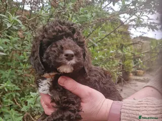 Cockapoo dogs EXTENSIVELY HEALTH TESTED F1b COCKAPOO PUPPIES - Advert 9