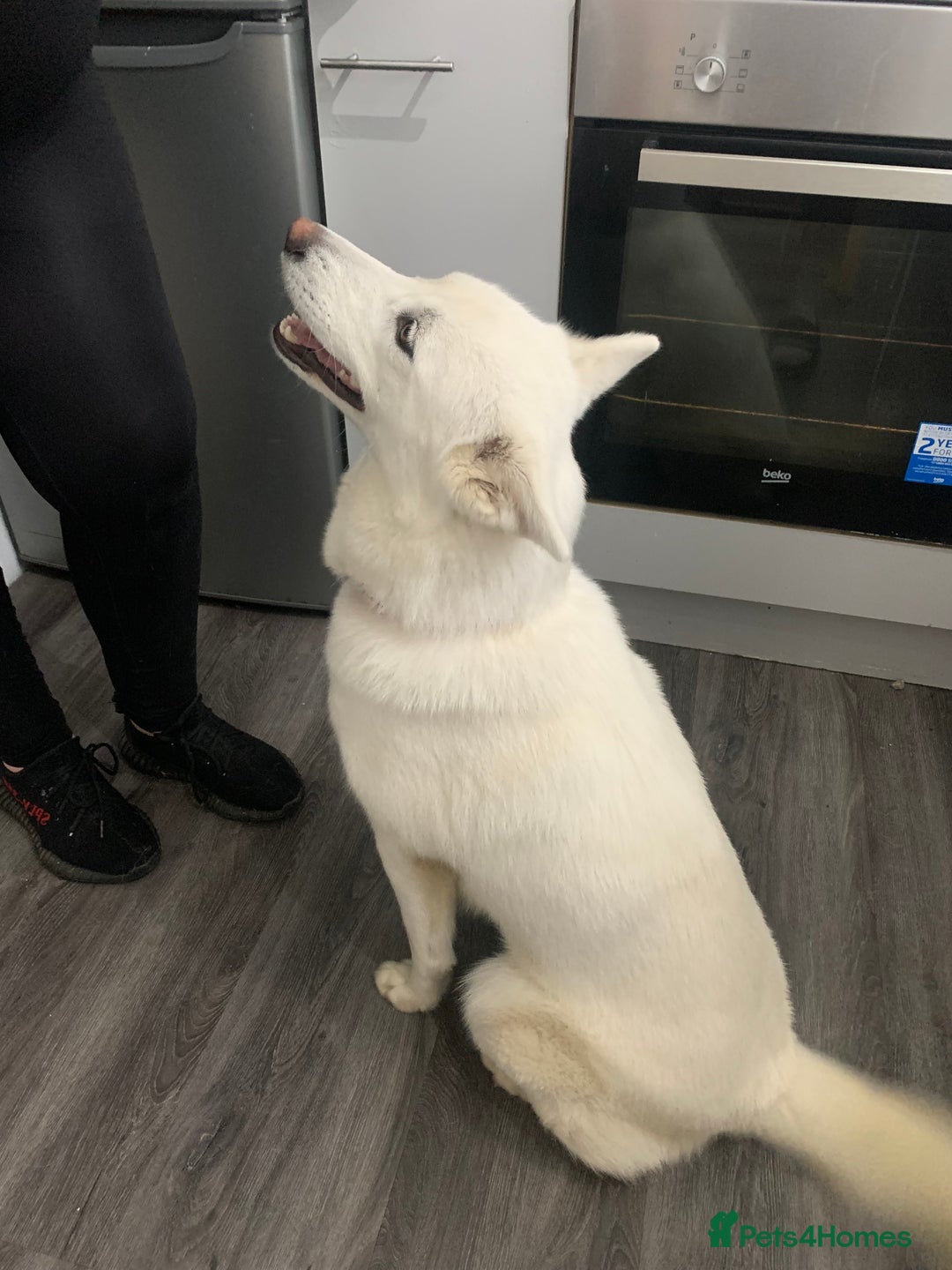 Siberian Husky dogs for sale: Rehoming our gorgeous white husky  - Image 3