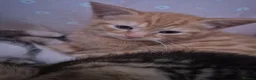 Mixed Breed cats for sale: Two litters of 9 kittens in Huddersfield - Advert 10
