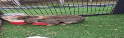 Mini Lop rabbits for sale: Mini lops in Grimsby - Advert 2