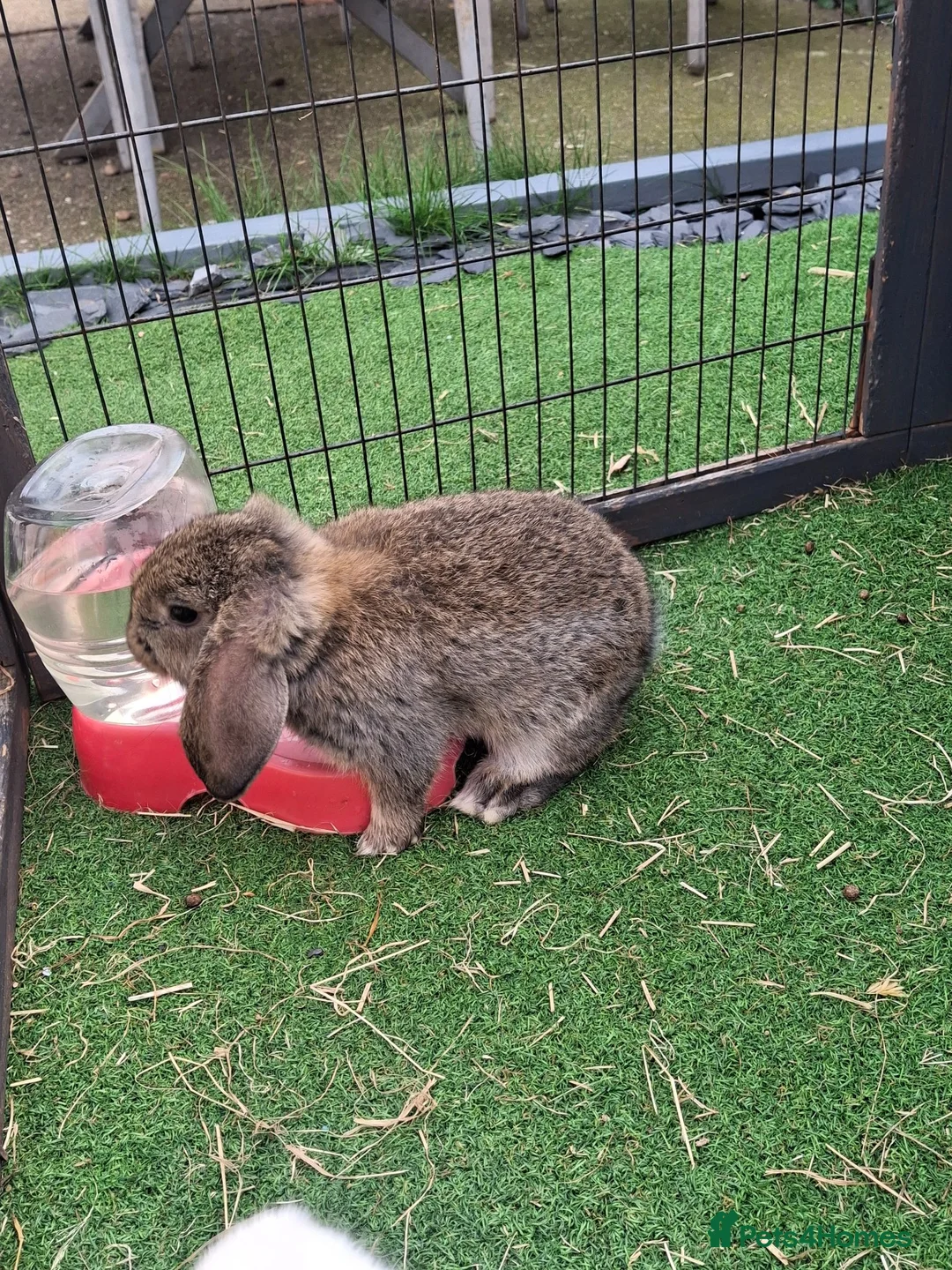 Mini Lop rabbits for sale: Mini lops in Grimsby - Advert 2
